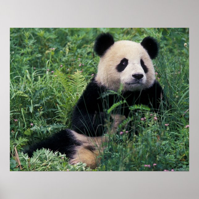 Giant panda in the grass, Wolong Valley, Sichuan Poster (Front)