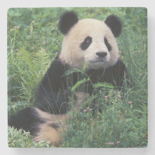 Giant panda in the grass, Wolong Valley, Sichuan Stone Coaster