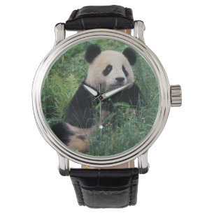 Giant panda in the grass, Wolong Valley, Sichuan Watch