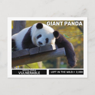Giant Panda is Vulnerable Species Holiday Postcard