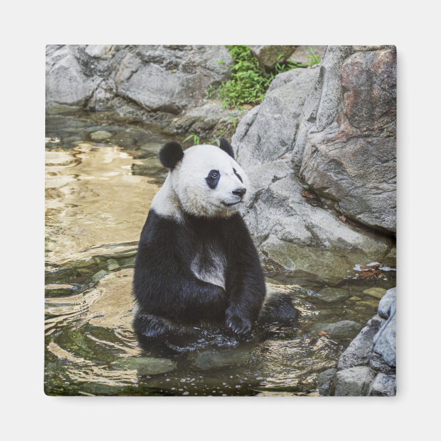 Giant Panda Magnet (Front)