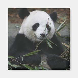 Giant panda magnet