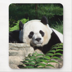 Giant Panda Napping Mouse Mat