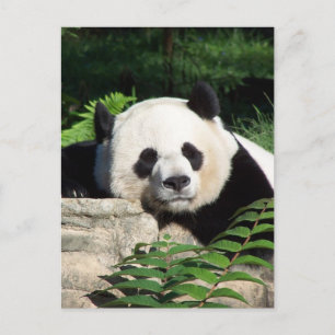 Giant Panda Napping Postcard