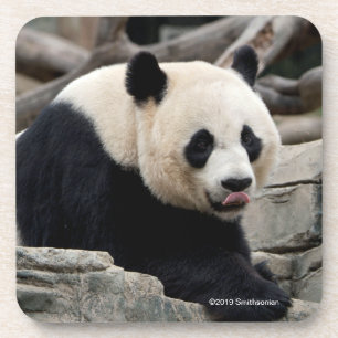 Giant Panda on Rocks Coaster