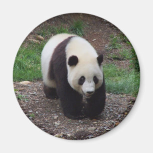 Giant Panda Photo Circle Magnet