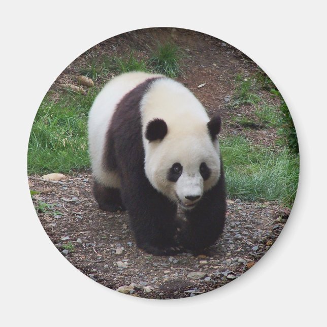 Giant Panda Photo Circle Magnet (Front)
