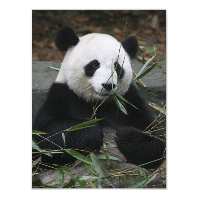 Giant panda photo print (Front)