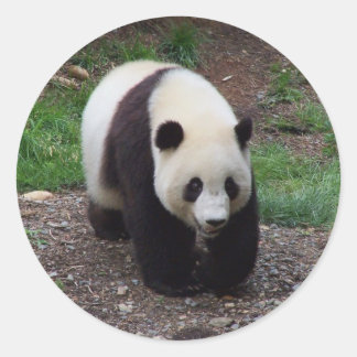 Giant Panda Photo Stickers