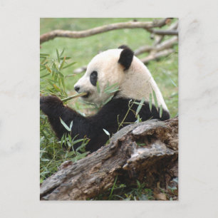 Giant Panda Postcard