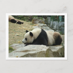 Giant panda postcard