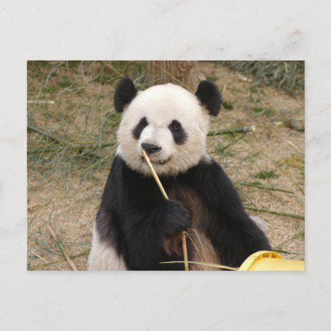 Giant Panda Postcard (Front)