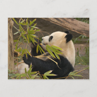 Giant Panda Postcard