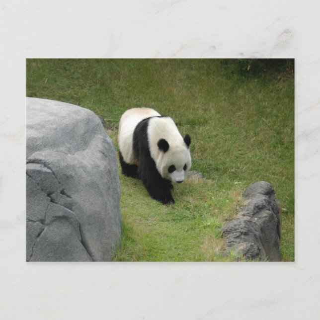Giant Panda Postcard (Front)