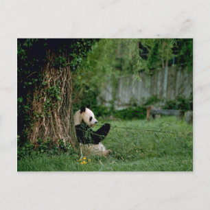 Giant Panda Postcard
