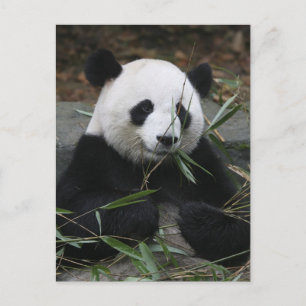 Giant panda postcard