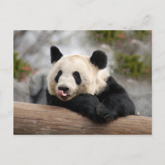 Giant Panda Postcard