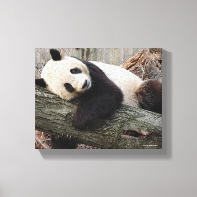 Giant Panda Relaxing and Hugging Tree Branch Canvas Print (Front)