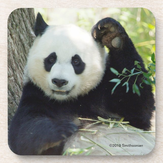 Giant Panda Resting Against Tree Coaster (Front)