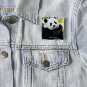 Giant Panda Sitting 15 Cm Square Badge