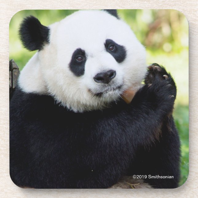 Giant Panda Sitting Coaster (Front)