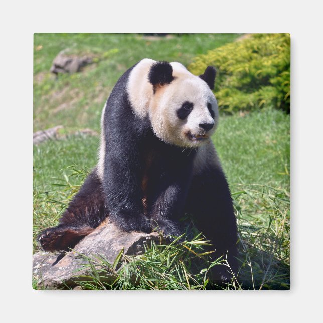 Giant panda sitting on a stone   magnet (Front)