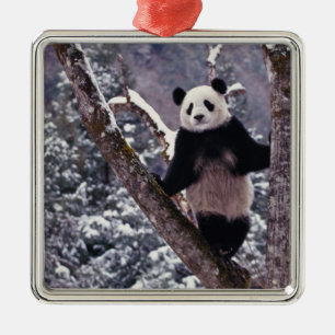 Giant Panda standing on tree, Wolong, Sichuan, Metal Tree Decoration