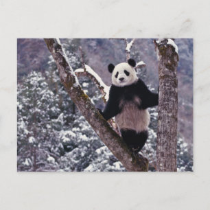 Giant Panda standing on tree, Wolong, Sichuan, Postcard