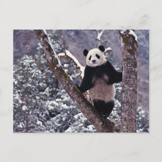 Giant Panda standing on tree, Wolong, Sichuan, Postcard (Front)