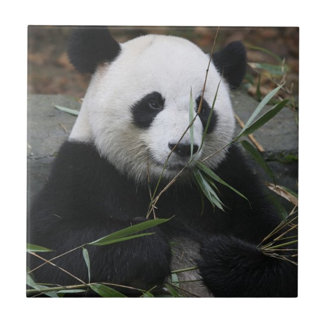 Giant panda tile (Front)