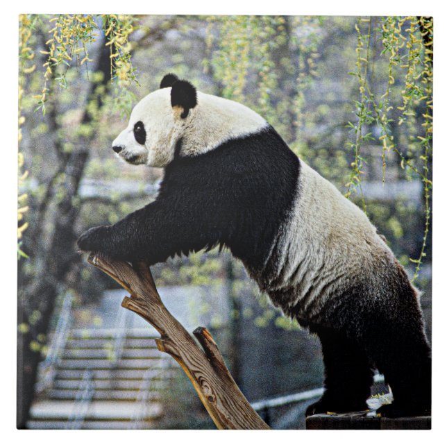 Giant Panda Tile (Front)