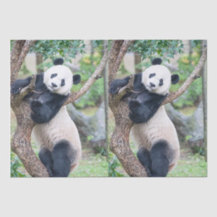 Giant Panda Tissue Paper / Decoupage Paper