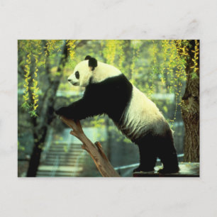 Giant Panda Yoga Stretch Postcard