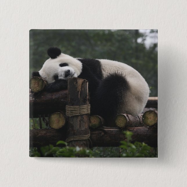 Giant pandas at the Giant Panda Protection 15 Cm Square Badge (Front)