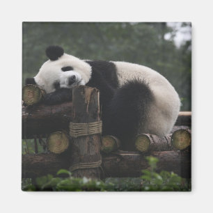 Giant pandas at the Giant Panda Protection Magnet