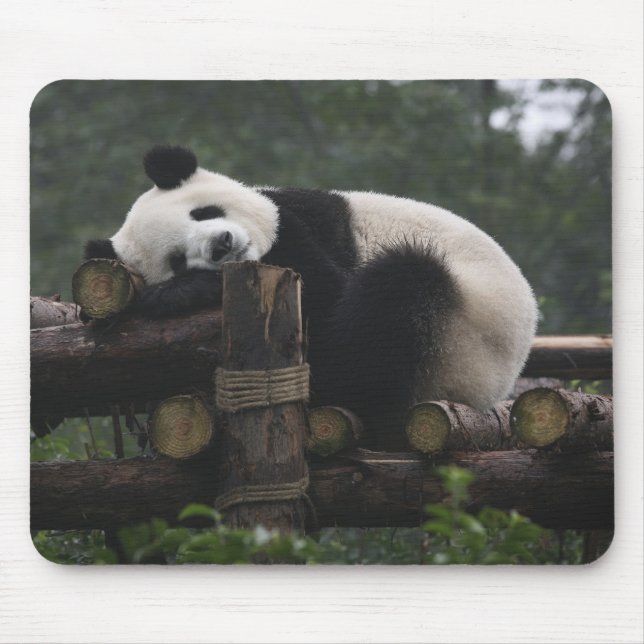 Giant pandas at the Giant Panda Protection Mouse Mat (Front)