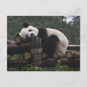 Giant pandas at the Giant Panda Protection Postcard