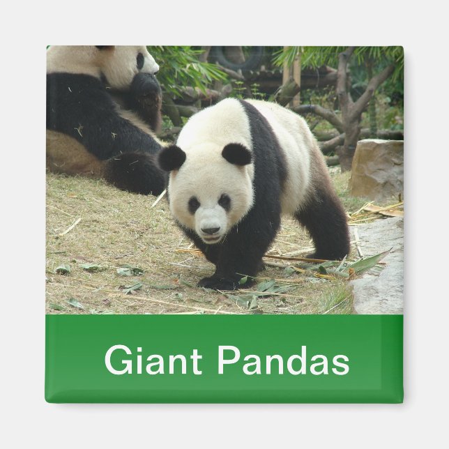 Giant pandas magnet (Front)