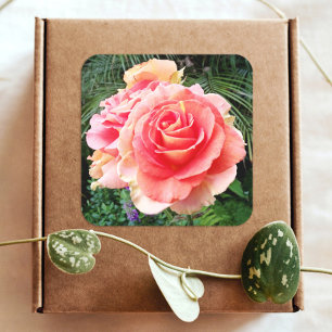 Giant pink rose close-up photo beautiful modern square sticker