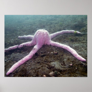 Giant Pink Star (Pisaster brevispinus) Poster