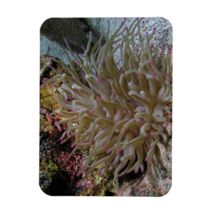 Giant Pink-tipped Anemone Magnet