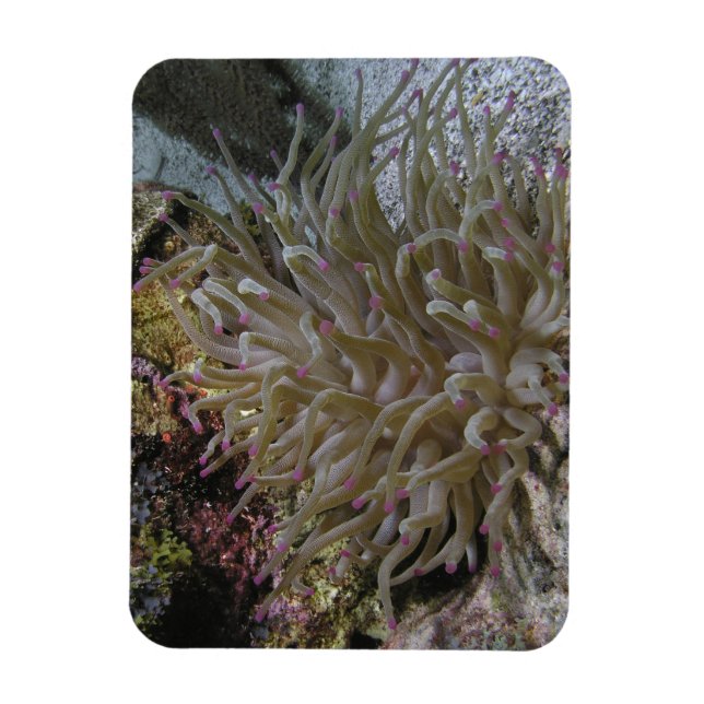 Giant Pink-tipped Anemone Magnet (Vertical)