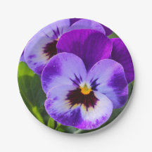 Giant pong Pansy Fills this