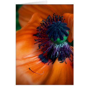Giant Poppy
