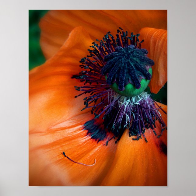 Giant Poppy Flower Poster (Front)