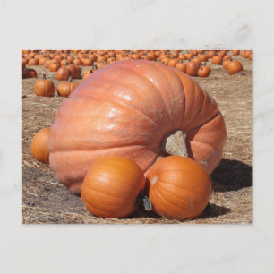 Giant Pumpkin Postcard