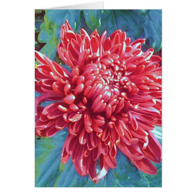 Giant Red Blossom Flower Greeting Note Card (Front)