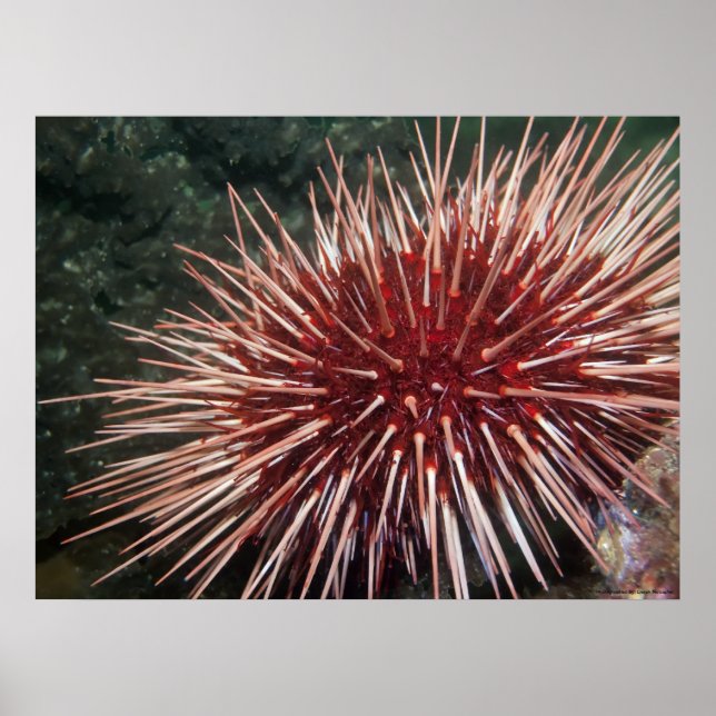 Giant Red Sea Urchin - Fine Art Print (Front)