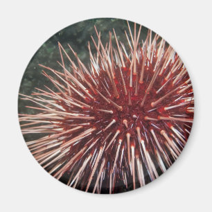 Giant Red Sea Urchin - Magnet