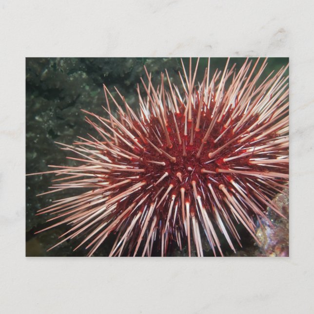 Giant Red Sea Urchin - Postcard (Front)